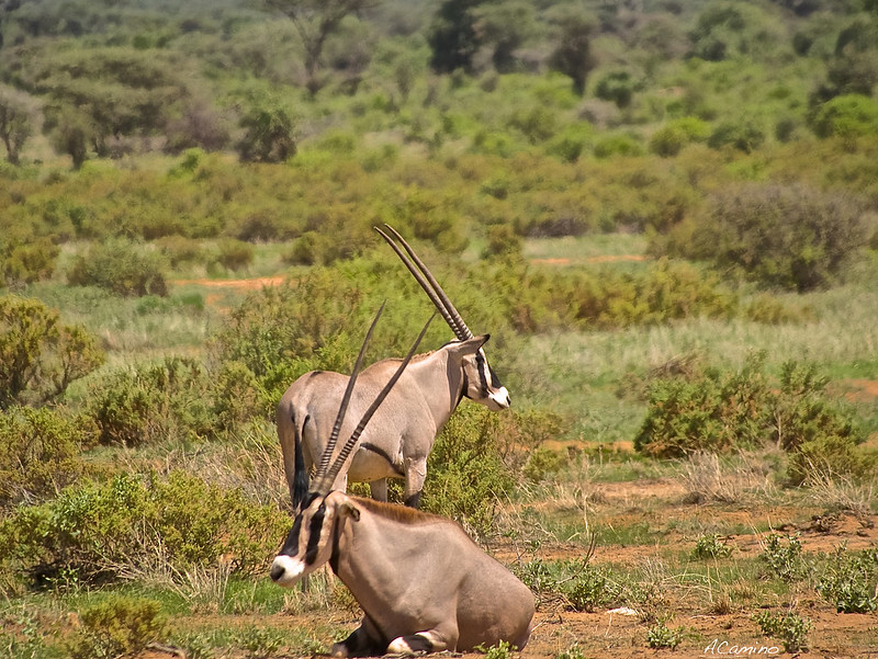 Safari en Samburu: Jirafas, Elefantes, Leones, Guepardos y muchísimos pájaros - 12 días de Safari en Kenia: Jambo bwana (45)