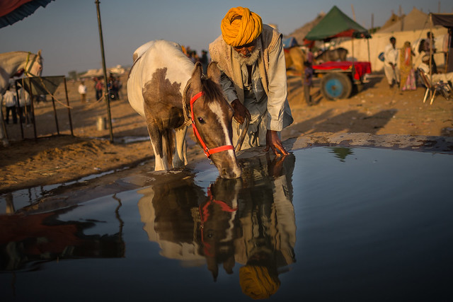 Marwari old men with her horse reflex in watering place at the Pushkar Camel Fair