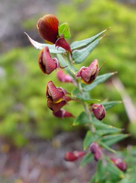 A native pea, an unusual dark red colour