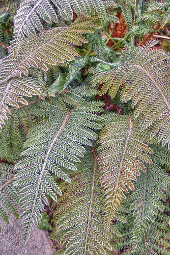 winter fern garden leaf frost evergreen polystichum mabjack