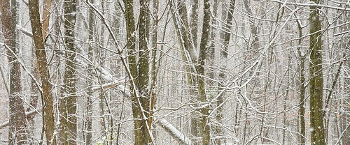trees winter white snow ny newyork season photo buffalo woods image coat picture photograph westernnewyork 2014 orchardpark