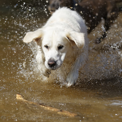 playing netherlands goldenretriever wetdog lutterzand kneedeepwater