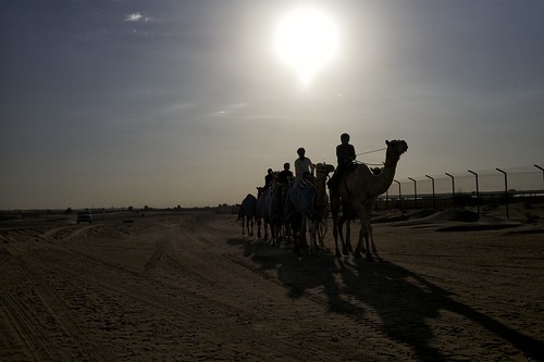 leica travel sunset dubai uae camels leicam summicron35mm niksoftware