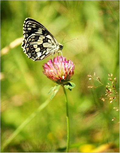 nature butterfly natura wildflowers farfalla insetti fioriselvatici finero estate2014