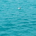 Ibiza - Token seagull blurry picture