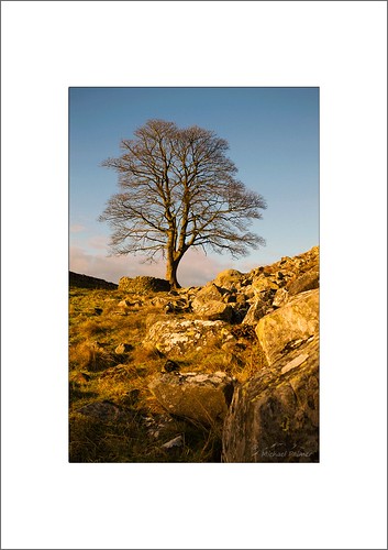 park sunset england tree wall canon landscape eos gap northumberland national sycamore lee 7d once twice usm filters northeast brewed f28l ef1735mm hadrian’s