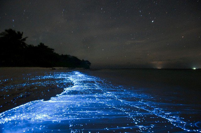 Maldives sea stars
