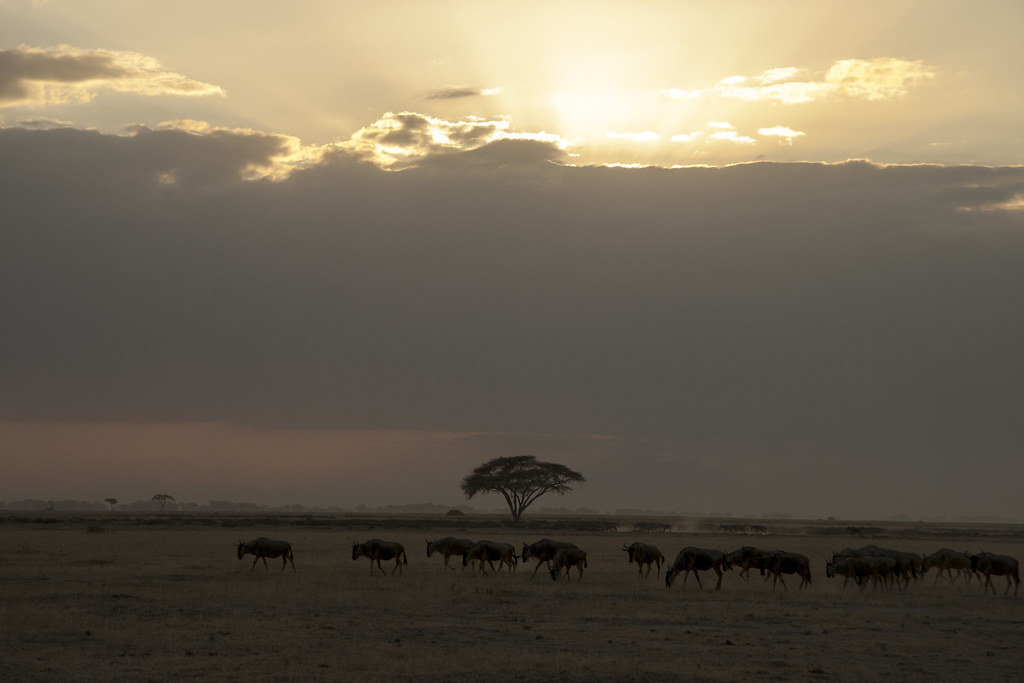 MEMORIAS DE KENIA 14 días de Safari - Blogs de Kenia - AMBOSELI I (35)