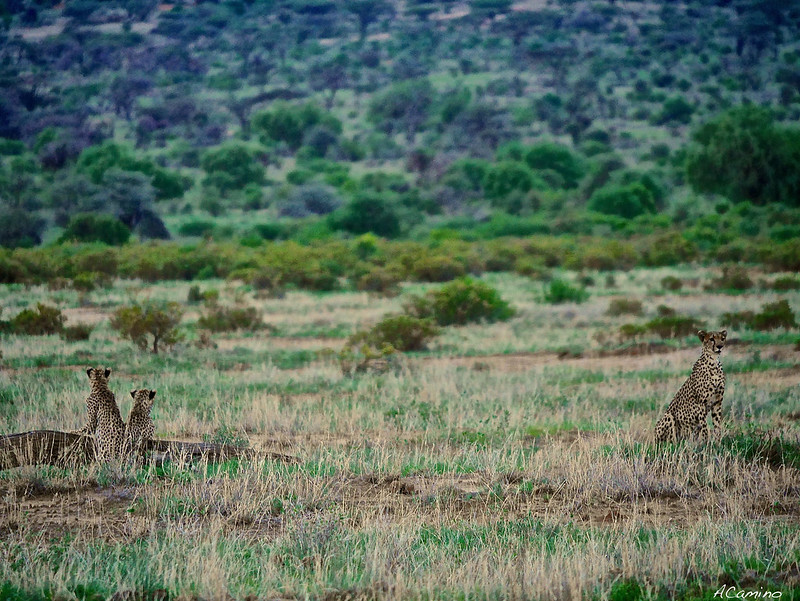 Largo viaje a Samburu: Guepardos, Jirafas, el festín de los Leones y muchas aves - 12 días de Safari en Kenia: Jambo bwana (38)