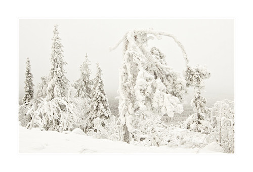 trees winter snow landscape rime