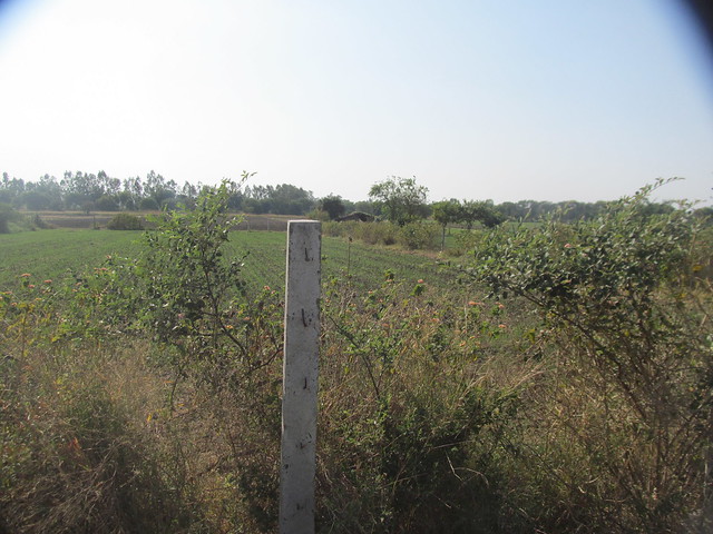 Ms. Heptullah's ancestral farm land in Kolu Khedi