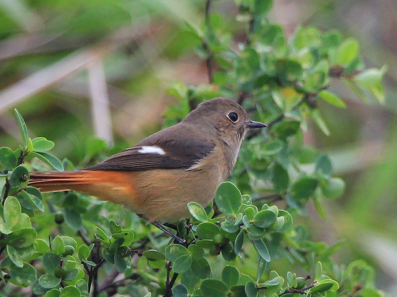 IMG_7494 黃尾鴝 母鳥 Daurian Redstart