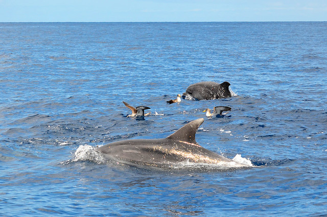 Dolphins, Los Gigantes, Tenerife