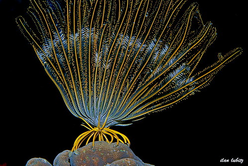 feather star  Oxycomanthus bennetti