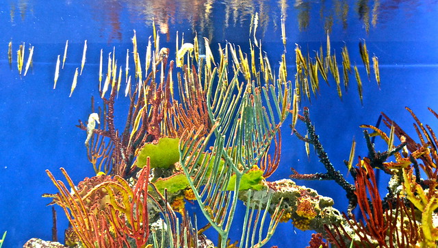 seahorse display
