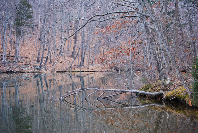 Wintertime - the early morning stillness in the cove near cabin 9 and 10 at Smith Mountain Lake State Park