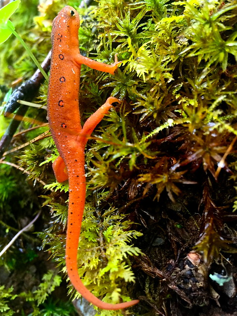 Red eft climbing a moss wall at Fairy Stone State Park, Virginia