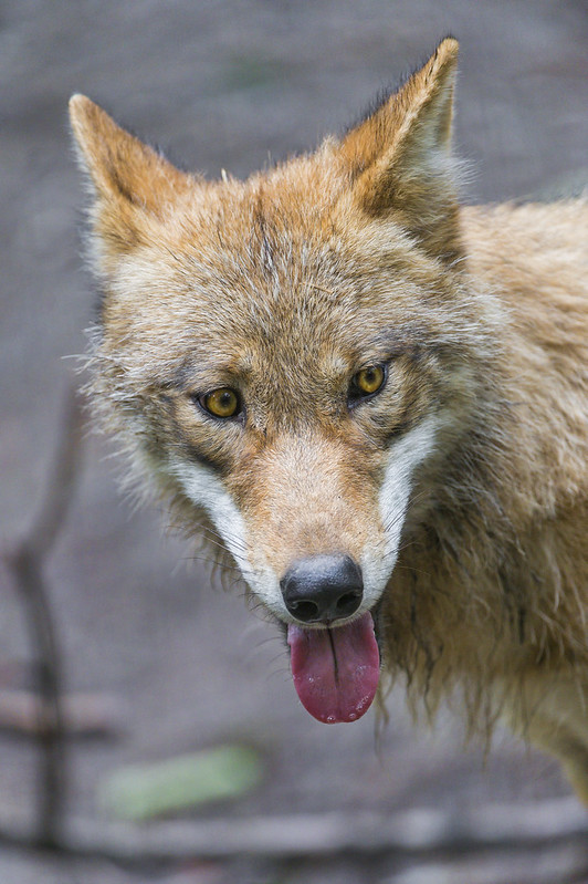 Cute portrait of wolf with tongue
