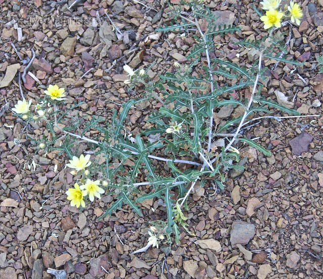 flowering plant 0012  Orient Land Trust, Colorado, USA