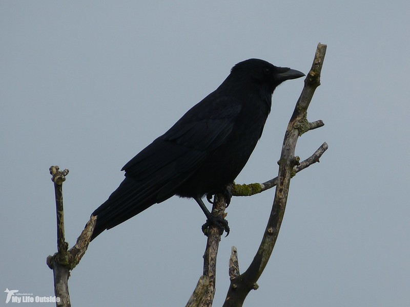 P1100114 - Carrion Crow, Llanelli