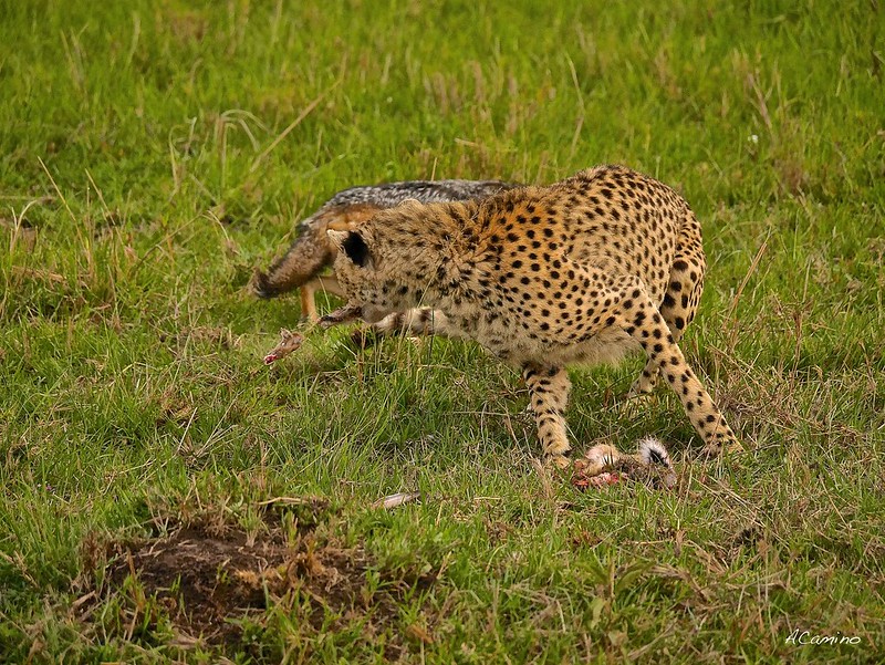 12 días de Safari en Kenia: Jambo bwana - Blogs de Kenia - Gran dia en el M.Mara viendo cazar a los guepardos (71)