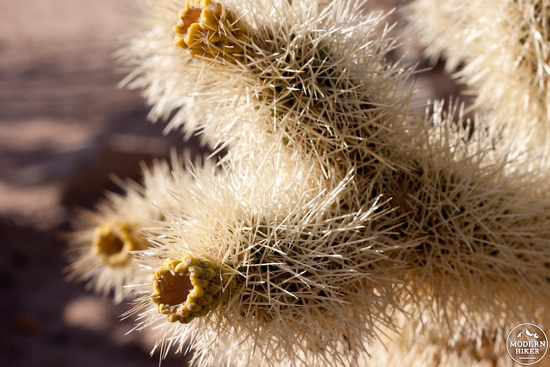 Close Up on a Cholla