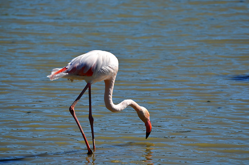 Flamingo, Ornithological Park, Saintes Maries de la Mer, Camargue, France
