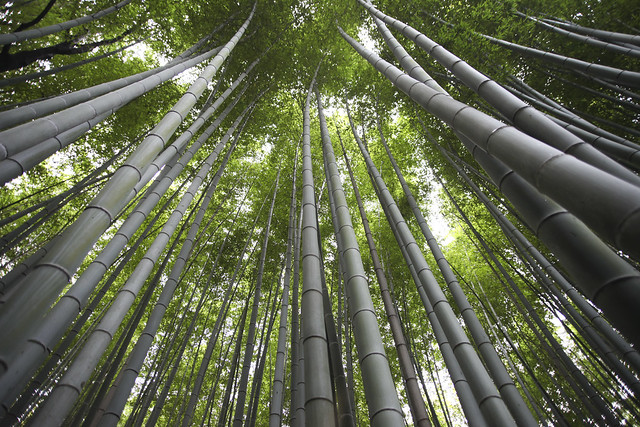 Bamboo forrest