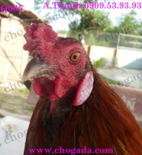 Bán gà nòi, gà tre đá tết 2015 - giá cạnh tranh 15949209792_6cfcac6c7d_o