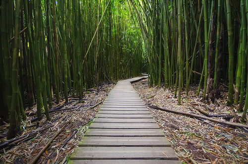 green hawaii nikon wideangle maui bamboo trail walkway haleakala hana tropical boardwalk hi pipiwaitrail roadtohana sigma1020mm haleakalanationalpark waimokufalls d7000