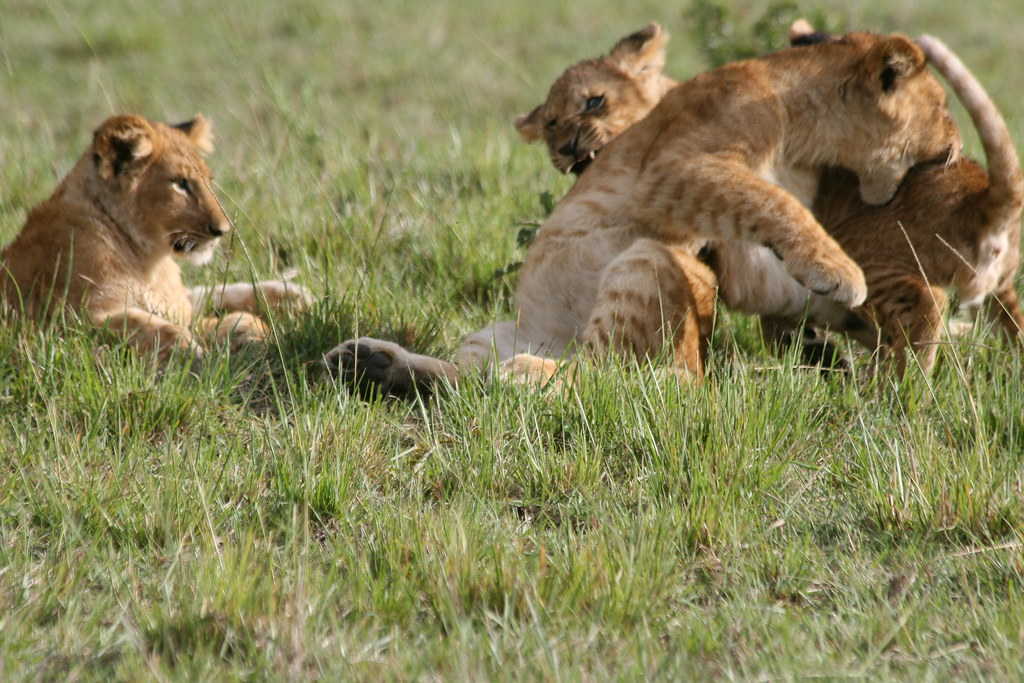 MEMORIAS DE KENIA 14 días de Safari - Blogs de Kenia - Ol Pejeta Conservancy / Monte Kenya (27)