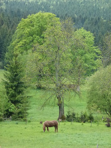 horse animals europa europe poland polska brand sudety lowersilesian spalona zwierzęta kłodzki publiczne koń dolnośląskie masywczeski sudetyśrodkowe górybystrzyckie