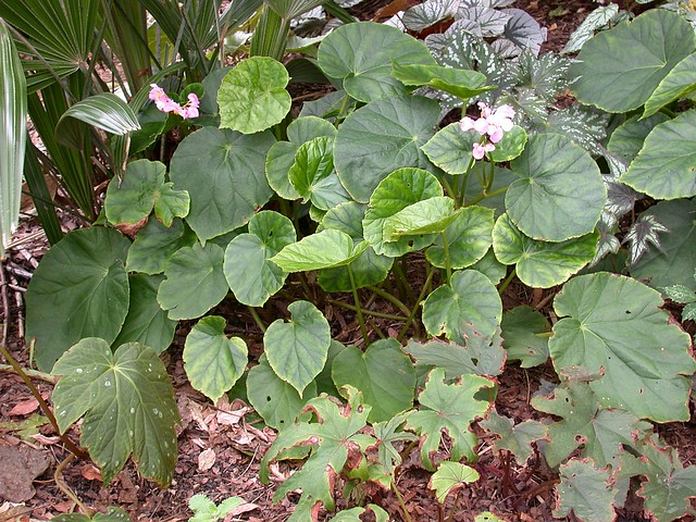 Begonia chitoensis