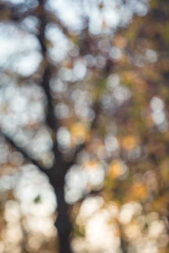 autumn tree fall canon bokeh michigan 70200 6d bloomfieldhills lasher adifferentpointofview canon6d