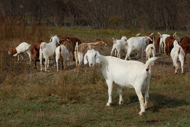 Boer and Kiko goats browsing at Karl Family Farms in Modena, NY by Eve Fox, The Garden of Eating, copyright 2014