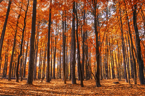 forrest trees red leaves autumn fall eastern shore maryland hdr nikon d300s alex erkiletian