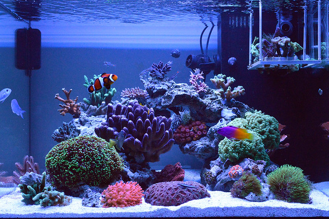 EdoVan's Shallow Nano Reef 150L - Page 4 15819551778_dcff293704_z