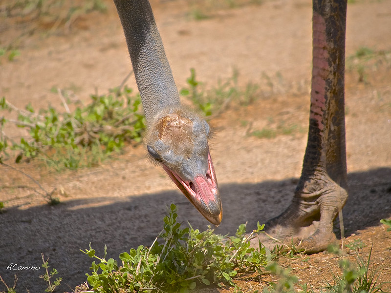 Safari en Samburu: Jirafas, Elefantes, Leones, Guepardos y muchísimos pájaros - 12 días de Safari en Kenia: Jambo bwana (49)