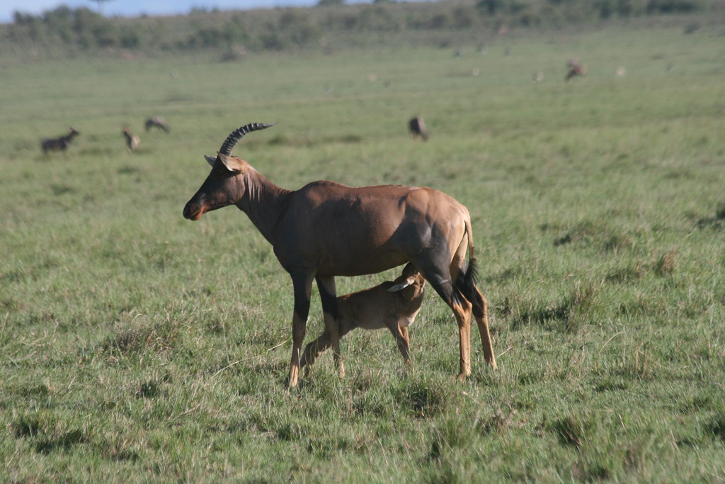 MEMORIAS DE KENIA 14 días de Safari - Blogs de Kenia - MASAI MARA IV (6)