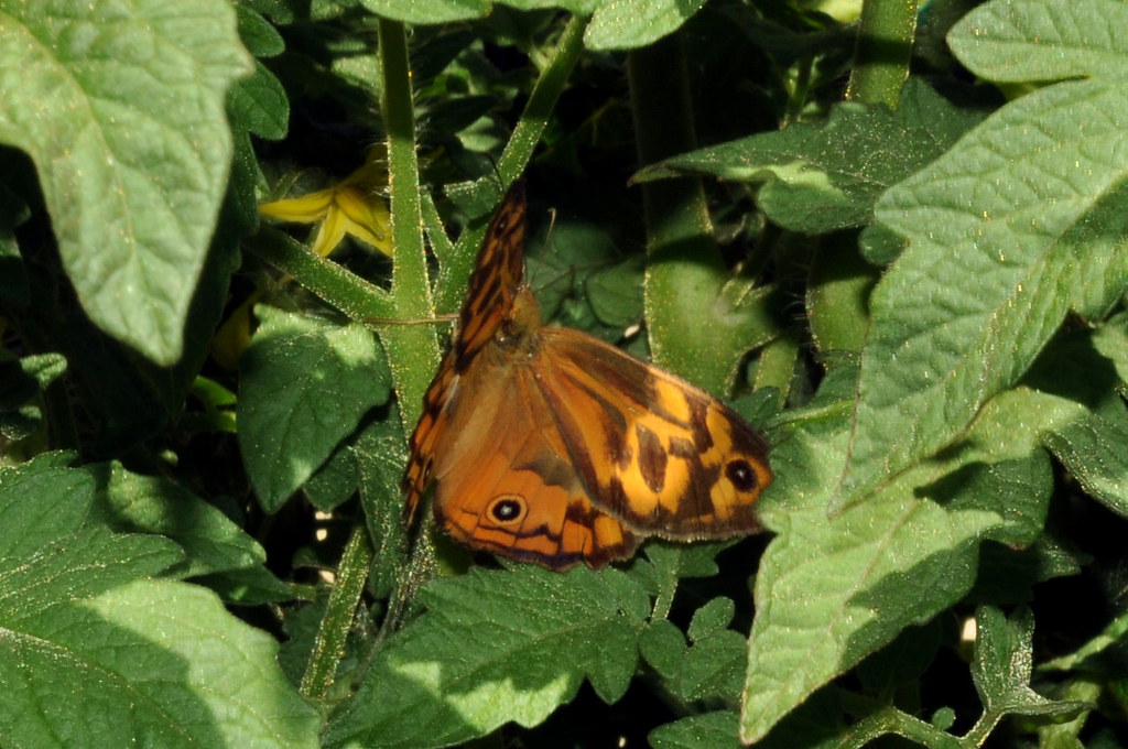 Heteronympha merope, released from Sarracenia pitcher