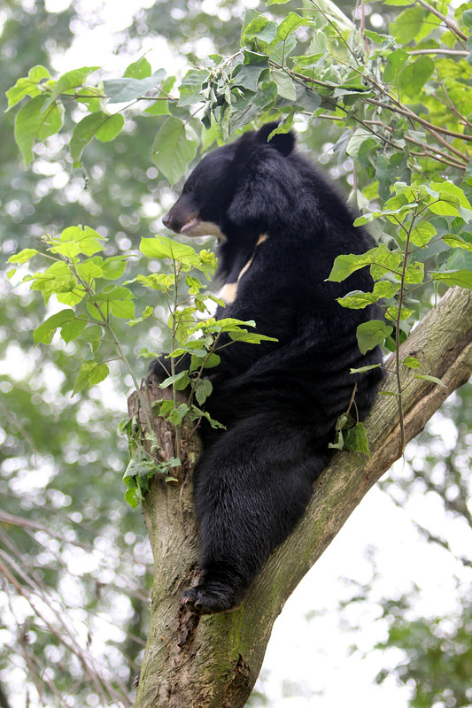 Wang Cai takes a rest on the tree 2