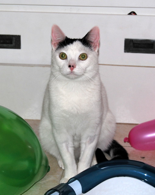 Carlo, gatito blanco con toque negro tímido y muy bueno esterilizado, nacido en Junio´14, en adopción. Valencia. ADOPTADO. 16045918629_86f171a1e7_z