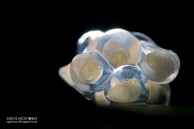 Snail embryos - DSC_7252
