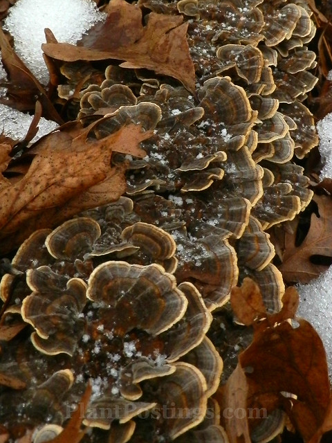 fungi2