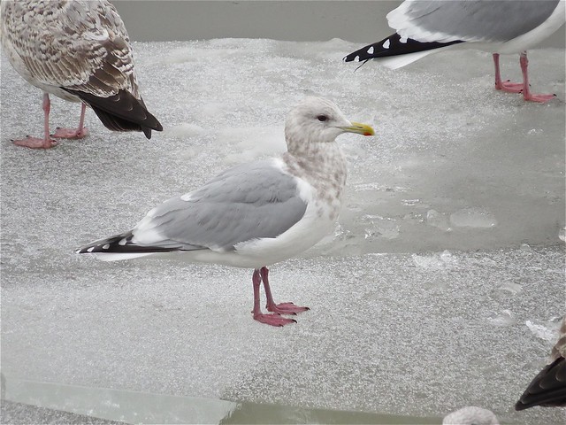 Thayer's Gull (adult) with Herring Gull at Peoria Lake in Peoria County, IL 13