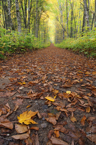 landscape paysage nature automne autumn fall forest colorful trees sepaq parcsquébec canon road parcnationaldelajacquescartier
