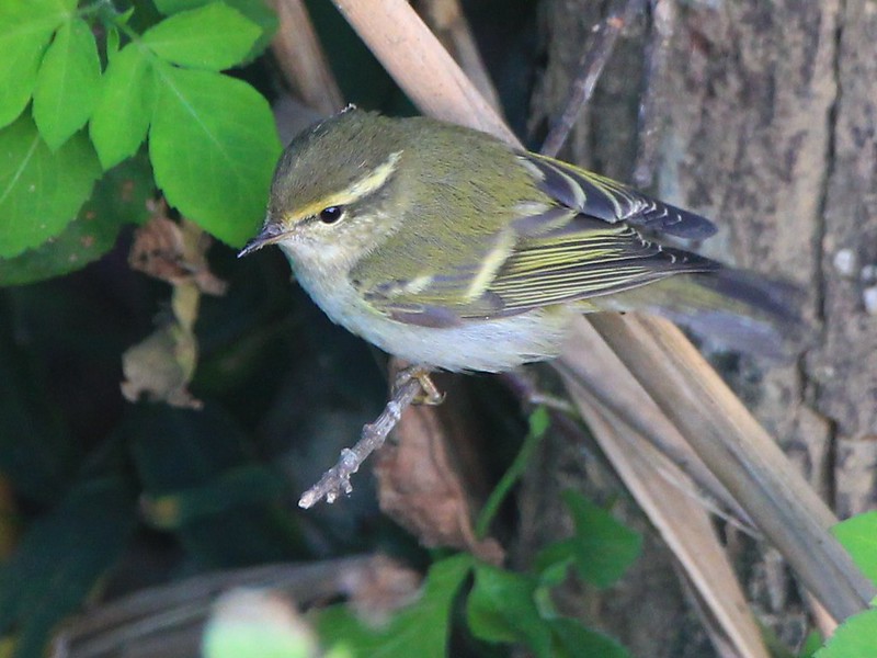 IMG_2538 黃眉柳鶯 Yellow-browed Warbler