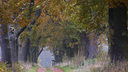 november autumn autumnfoliage trees fall oak