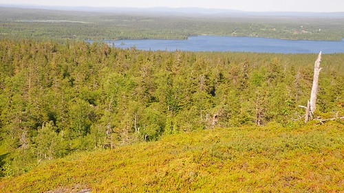 summer lake forest finland landscape geotagged ks july kuusamo fin 2014 koillismaa pyhävaara 201407 pohjoispohjanmaa 20140711 geo:lat=6613329763 geo:lon=2915442398