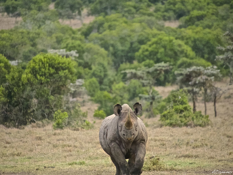 Parque de Sweetwaters: cara a cara con el Rinoceronte Negro - 12 días de Safari en Kenia: Jambo bwana (24)